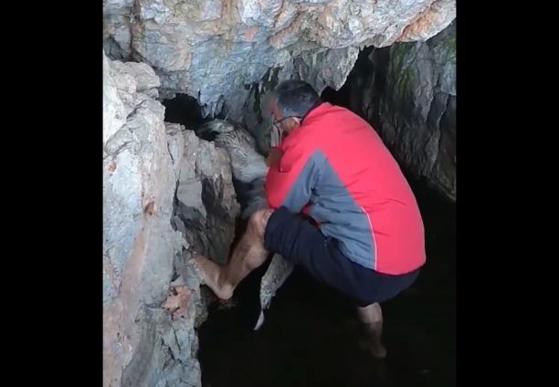 Καστοριά: Έσωσαν Αργυροπελεκάνο που είχε εγκλωβιστεί σε σπήλαιο στην περιοχή της Αγίας Σωτήρας (βίντεο)