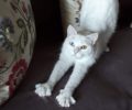 Βρέθηκε - Χάθηκε άσπρη θηλυκή γάτα με δίχρωμα μάτια στη Χαλκίδα Εύβοιας
