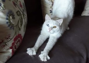 Βρέθηκε - Χάθηκε άσπρη θηλυκή γάτα με δίχρωμα μάτια στη Χαλκίδα Εύβοιας
