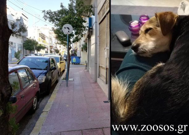 Δραπετσώνα Αττικής: Νταής επιτέθηκε και χτύπησε γυναίκα και σκύλο επειδή πέρασαν έξω από το σπίτι του  