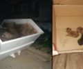 Ελευσίνα Αττικής: Πέταξε στα σκουπίδια κούτα με τρία ζωντανά νεογέννητα κουταβάκια