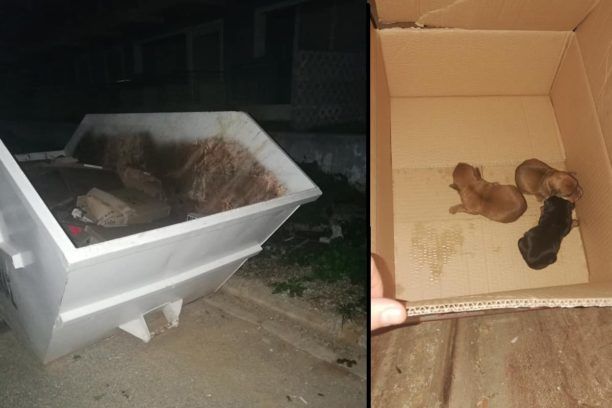 Ελευσίνα Αττικής: Πέταξε στα σκουπίδια κούτα με τρία ζωντανά νεογέννητα κουταβάκια