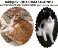Χάθηκαν δύο θηλυκές γάτες στους Θρακομακεδόνες Αττικής