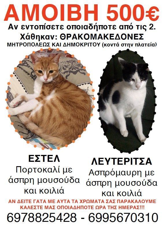 Χάθηκαν δύο θηλυκές γάτες στους Θρακομακεδόνες Αττικής 1 Estel 2