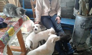 Κύμη Εύβοιας: Τρία οικόσιτα σκυλιά νεκρά από φόλες μέσα στο χωράφι του ιδιοκτήτη τους