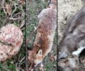 Έβρος: Κεφτεδάκια με δηλητήριο οι φόλες που σκότωσαν άγρια ζώα και σκυλιά σε περιοχές κοντά στην Αλεξανδρούπολη