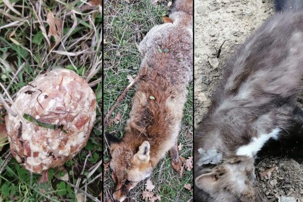 Έβρος: Κεφτεδάκια με δηλητήριο οι φόλες που σκότωσαν άγρια ζώα και σκυλιά σε περιοχές κοντά στην Αλεξανδρούπολη