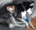Π. Φάληρο Αττικής: Βρήκε τον σκύλο τους σοβαρά τραυματισμένο από πυροβολισμό με αεροβόλο στο μπαλκόνι του σπιτιού τους