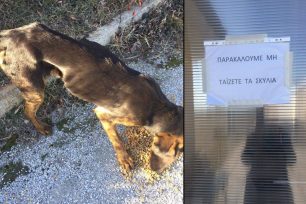 Φλώρινα: Απαγορεύουν τη σίτιση των αδέσποτων σκελετωμένων σκυλιών