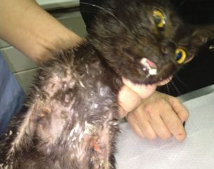 Αργυρούπολη Αττικής: Έκκληση για φιλοξενία γάτας που βρέθηκε μ’ εγκαύματα από ασβέστη