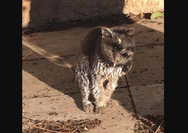 Αναζητούν γάτα που έπεσε σε ασβέστη και περιφέρεται στην Ηλιούπολη Αττικής
