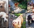 Κρήτη: Έκκληση για τα σκυλιά που κακοποιεί γυναίκα με σοβαρό ψυχιατρικό νόσημα στο Γεράνι Χανίων (βίντεο)