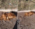 Βρήκε γούνα ζώου στον χώρο στάθμευσης του μηχανολογικού Δυτικής Θεσσαλονίκης