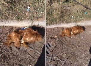 Βρήκε γούνα ζώου στον χώρο στάθμευσης του μηχανολογικού Δυτικής Θεσσαλονίκης