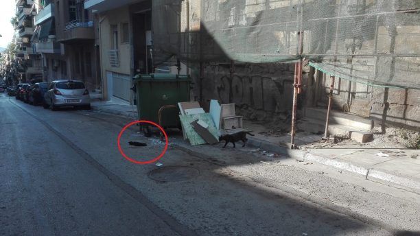 Αθήνα: Γάτα νεκρή ίσως από φόλα στου Γκύζη