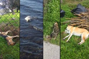 Χαλκίδα Εύβοιας: Νεκρές γάτες και σκυλιά από φόλες βρέθηκαν ακόμα και μέσα στη θάλασσα