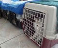 Κρήτη: Στειρώσεις αδέσποτων ζώων στα Χανιά από εθελοντές κτηνιάτρους χωρίς επιβάρυνση για τον Δήμο