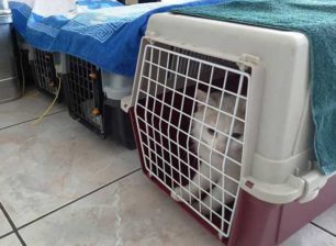 Κρήτη: Στειρώσεις αδέσποτων ζώων στα Χανιά από εθελοντές κτηνιάτρους χωρίς επιβάρυνση για τον Δήμο