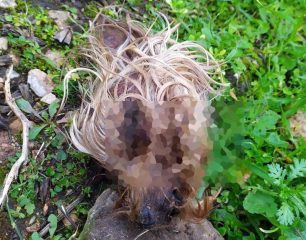 Βρέθηκε αποκεφαλισμένο σώμα σκύλου σε πλατεία στην Ηλιούπολη Αττικής