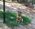 Ηλιούπολη Αττικής: Έδεσε και εγκατέλειψε τον σκύλο μαζί με όλα του πράγματα στο Άλσος Κιντή