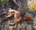 Λέσβος: Βεβαιώθηκε το πρόστιμο στον άνδρα που άφησε τον σκύλο του να πεθάνει απ'την πείνα στο Ίππειος