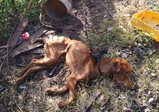 Λέσβος: Σκύλος νεκρός και ακόμα δεμένος και άλλα ζώα σε άθλιες συνθήκες σε κτήμα στο Ίππειο