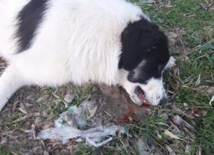 Σκύλος νεκρός από φόλα στην Ιτέα Φωκίδας