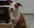 Χάθηκε αρσενικός σκύλος ράτσας Πίτμπουλ στο Μακροχώρι Ημαθίας