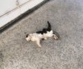 Θεσσαλονίκη: Γάτα νεκρή από φόλα στην Καλαμαριά