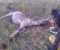 Εγκατέλειψε το τραυματισμένο άλογο του στην Καλαμάτα Μεσσηνίας (βίντεο)