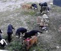 Καστοριά: Έκκληση για τη φροντίδα των 35 σκυλιών της ζητάει φιλόζωη που τραυματίστηκε σε εργατικό ατύχημα