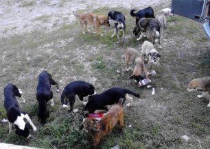 Καστοριά: Έκκληση για τη φροντίδα των 35 σκυλιών της ζητάει φιλόζωη που τραυματίστηκε σε εργατικό ατύχημα