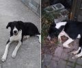 Κατερίνη Πιερίας: Σκύλος νεκρός από φόλα