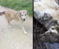 Κάτω Λαψίστα Ιωαννίνων: Βρήκε τον αδέσποτο σκύλο που φρόντιζε πνιγμένο με σύρμα πεταμένο σε χαντάκι