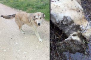 Κάτω Λαψίστα Ιωαννίνων: Βρήκε τον αδέσποτο σκύλο που φρόντιζε πνιγμένο με σύρμα πεταμένο σε χαντάκι
