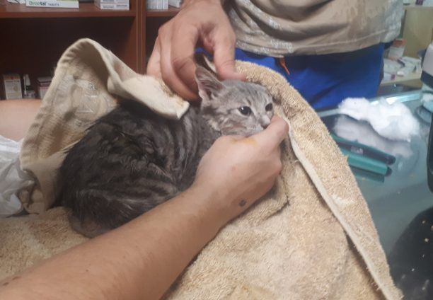 Κερατέα Αττικής: Ψάχνουν σπιτικό για το γατάκι που βρέθηκε να υποφέρει με θηλιά από σύρμα στην κοιλιά του