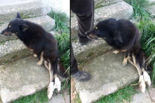 Κερατέα Αττικής: Έκκληση για να καλυφθούν τα έξοδα νοσηλείας του σκύλου που ξαφνικά παρέλυσε στα πίσω πόδια