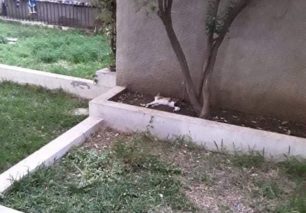 Εύβοια: Επτά γάτες νεκρές από φόλες στο Κουρέντι Χαλκίδας
