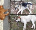 Σκυλιά δολοφονημένα από φόλες στα Λαγκάδια Αρκαδίας