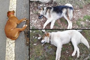 Σκυλιά δολοφονημένα από φόλες στα Λαγκάδια Αρκαδίας