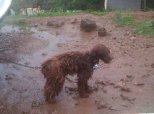 Εξαφάνισε τον σκύλο που είχε αλυσοδεμένο στις λάσπες στο Λαύριο Αττικής