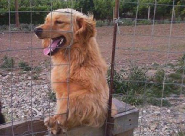 Χάθηκε αρσενικός σκύλος στο Δαμάσι Λάρισας