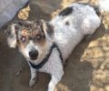 Βρέθηκε - Χάθηκε τυφλός θηλυκός σκύλος στο Πεδίον Άρεως στην Αθήνα