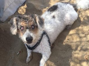 Βρέθηκε - Χάθηκε τυφλός θηλυκός σκύλος στο Πεδίον Άρεως στην Αθήνα