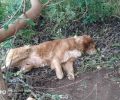 Κρήτη: Σκότωσε σκύλο πυροβολώντας τον τέσσερις φορές ενώ το ζώο ήταν δεμένο στα Μεγάλα Χωράφια Χανίων  