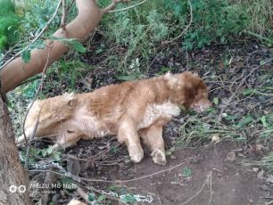 Κρήτη: Σκότωσε σκύλο πυροβολώντας τον τέσσερις φορές ενώ το ζώο ήταν δεμένο στα Μεγάλα Χωράφια Χανίων  