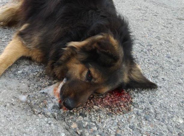 Δύο αδέσποτα σκυλιά δολοφονημένα από φόλες στα Μέγαρα Αττικής