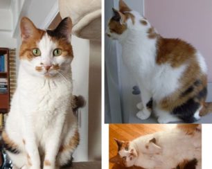 Χάθηκε θηλυκή γάτα στους πρόποδες του Υμηττού