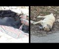 Σκυλιά νεκρά από φόλες στο Μηλοχώρι Κοζάνης