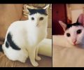 Αθήνα: Χάθηκε αρσενική γάτα στου Γκύζη πέφτοντας στον ακάλυπτο